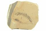 Shale With Dawn Redwood (Metasequoia) Fossils - Montana #356489-1